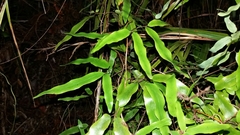 Lygodium articulatum