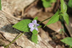 Ruellia repens