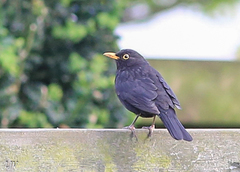Turdus merula