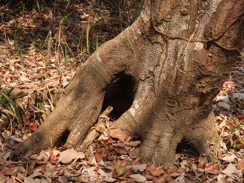 trumpet tree