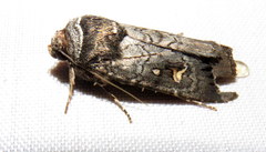 Proteuxoa restituta