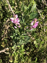 Indigofera cytisoides