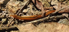 Australopacifica regina