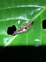 Xiphiola cyanoptera