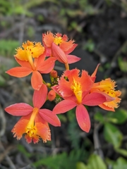 Epidendrum radicans image