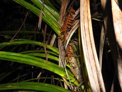 Toropuku inexpectatus