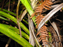 Toropuku inexpectatus