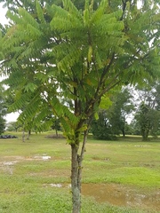 Averrhoa bilimbi