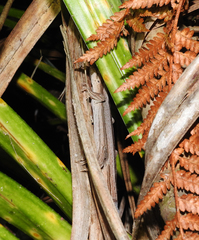 Toropuku inexpectatus