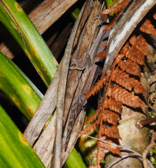 Toropuku inexpectatus