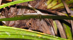 Toropuku inexpectatus