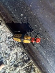 Tegrodera aloga