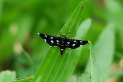 Bocchoris inspersalis