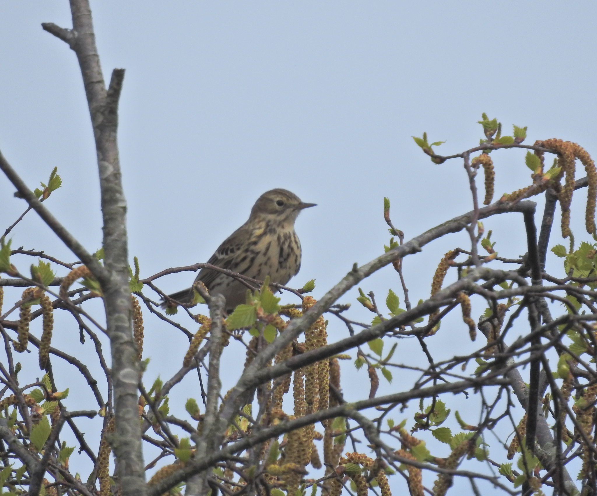 Meadow Pipit