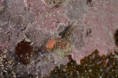 Fusinus ocelliferus image