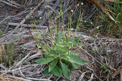 Hieracium lepidulum