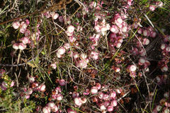 Gaultheria macrostigma