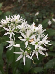 Allium ursinum