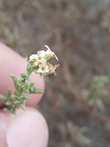 Heliotropium chenopodiaceum (Heliotropium chenopodiaceum)