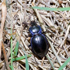 Carabus finitimus