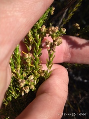 Erica serrata