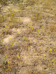 Deinandra fasciculata