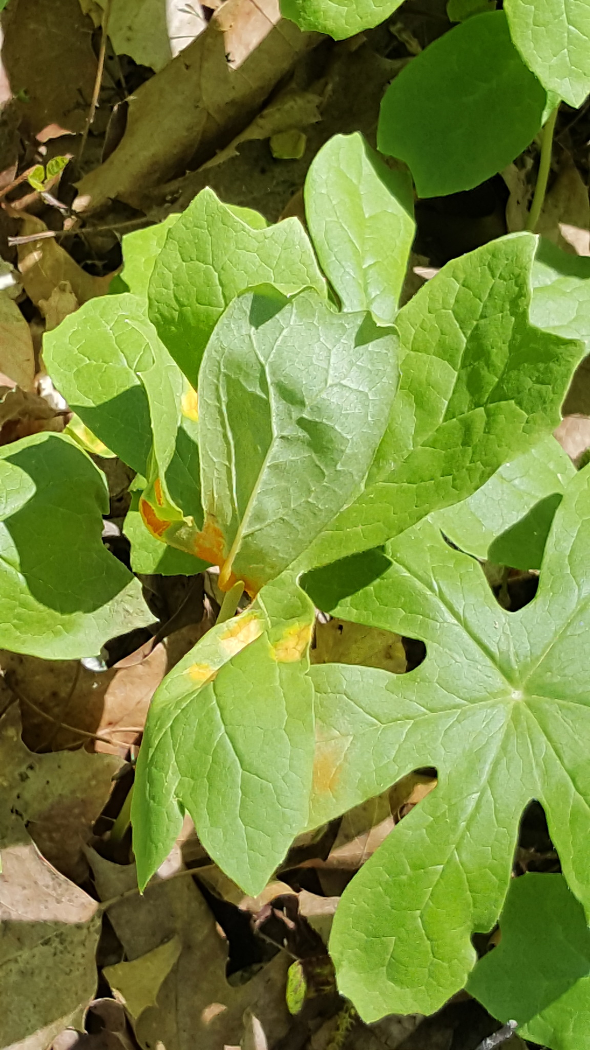 Allodus podophylli image