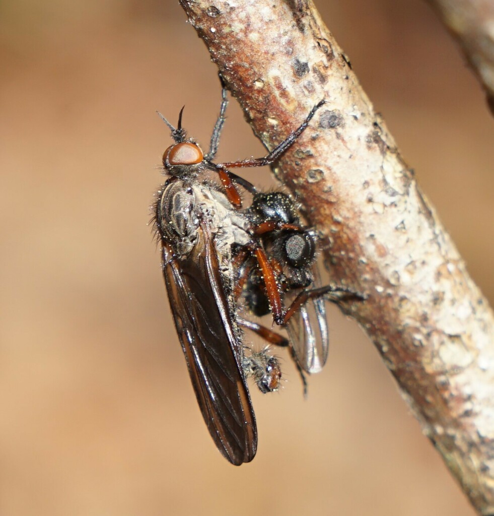Epis Insect Empis barbatoides from Education Hill, Redmond, WA 98052, USA on March ...