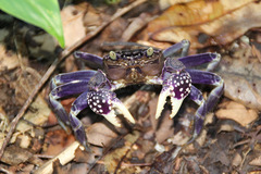 Sesarmops atrorubens