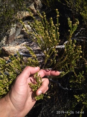 Erica serrata