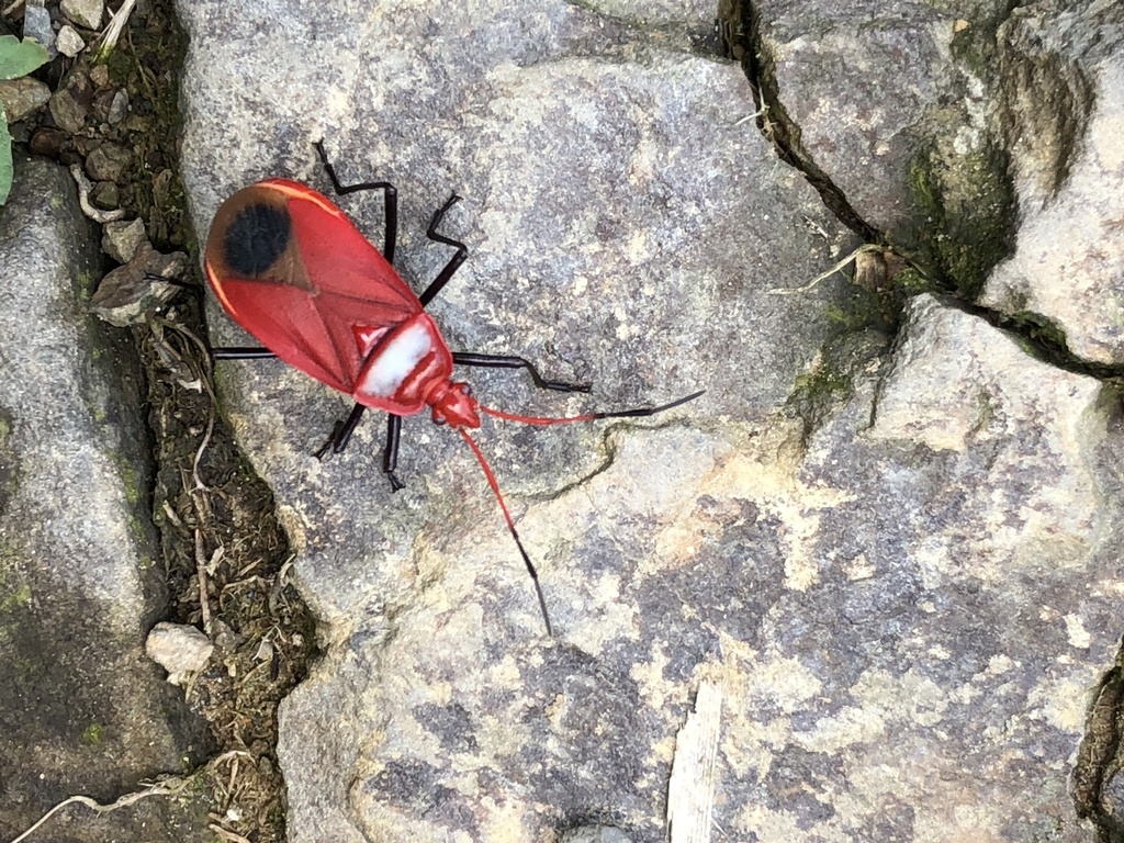 Dindymus flavinotum