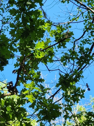 Foto de Carvalho-do-sul