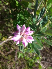 Indigofera cytisoides