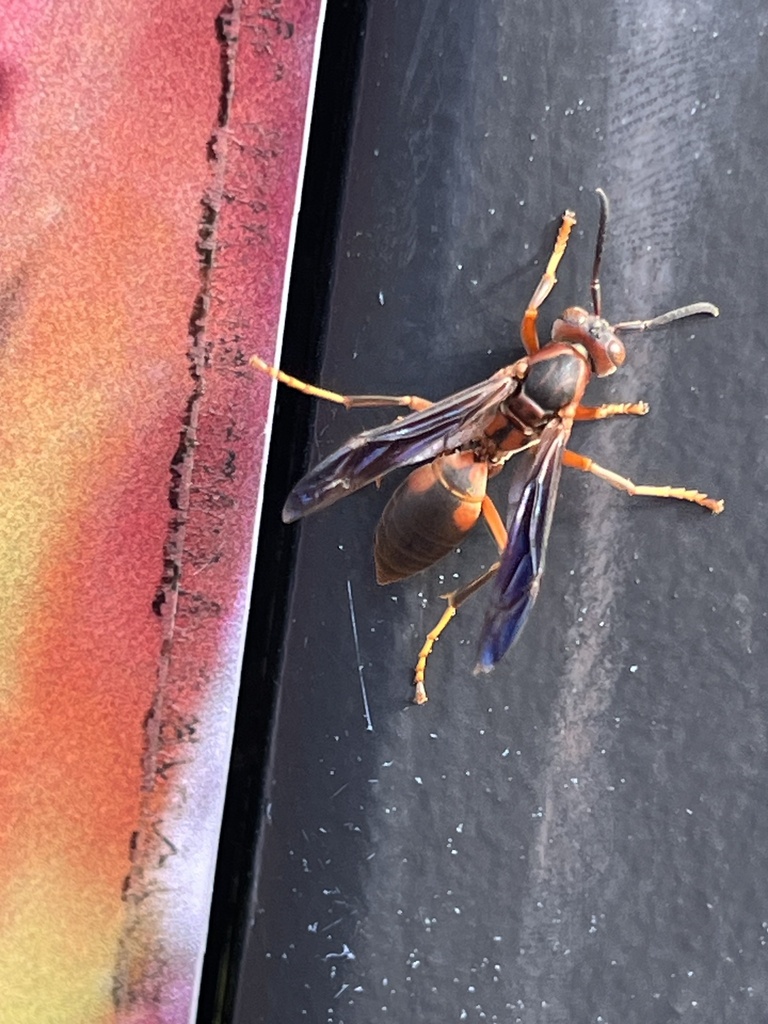 fuscatus-group Paper Wasps from Faust Park Thornhill Home and ...