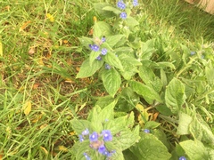 Pentaglottis sempervirens