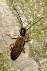 Rhagonycha lignosa