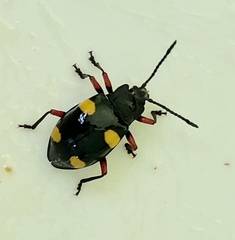 Eumorphus quadriguttatus pulchripes