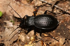Carabus hortensis