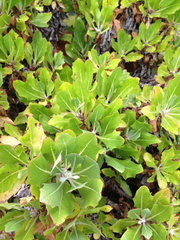Munzothamnus blairii