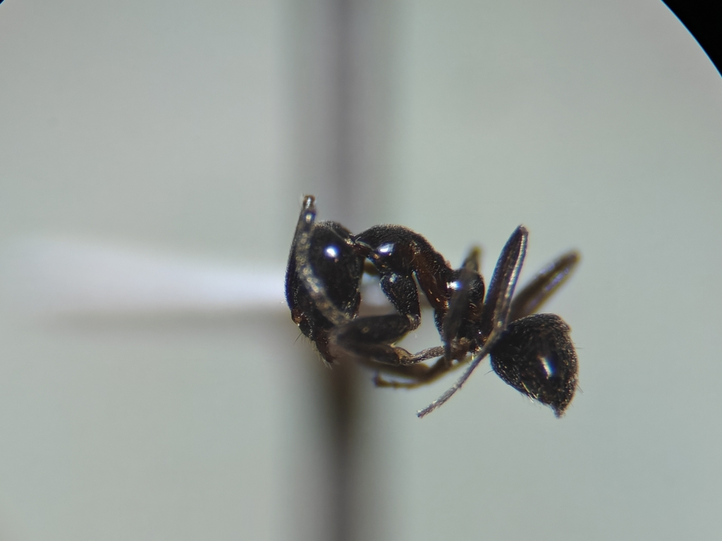 Linepithema dispertitum