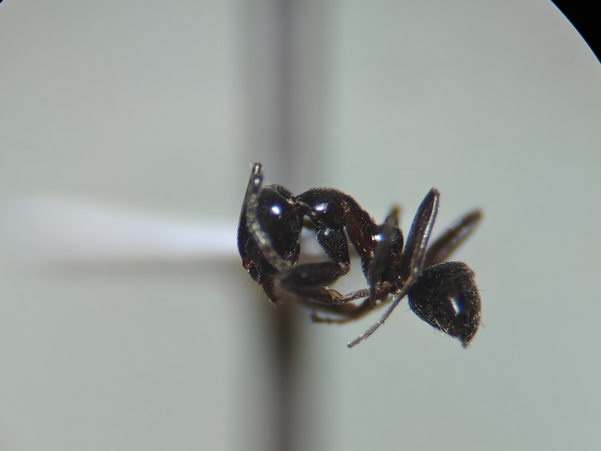 Linepithema dispertitum