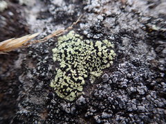 Rhizocarpon geographicum