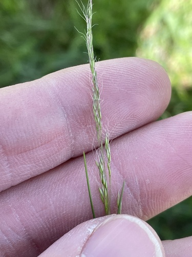Elliott's Bentgrass (Agrostis elliottiana)