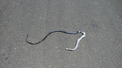 Dolichophis jugularis