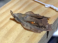 Lasiocampoidea