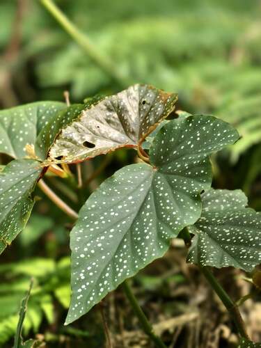Begonia coccinea observed 2024-03-29
