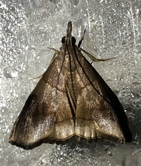 Hemiscopis