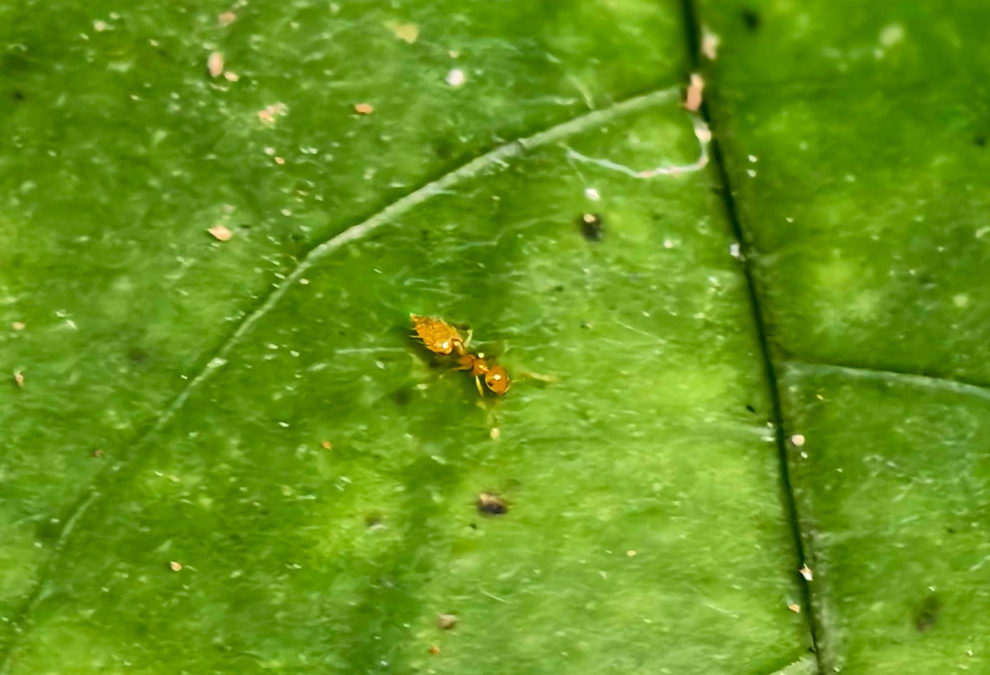 Crematogaster schimmeri