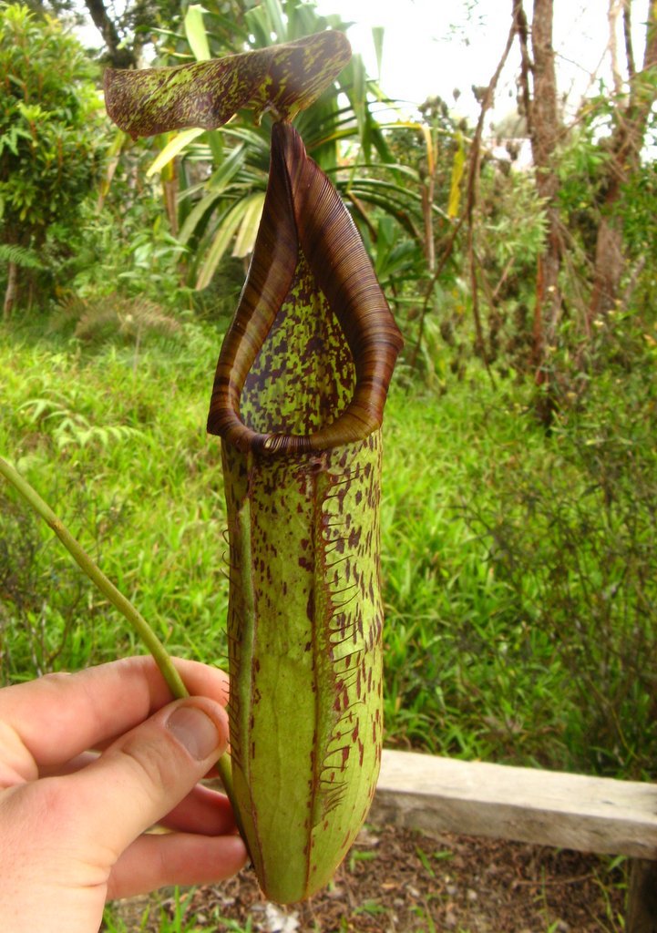Nepenthes maxima