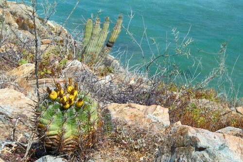 Ferocactus townsendianus